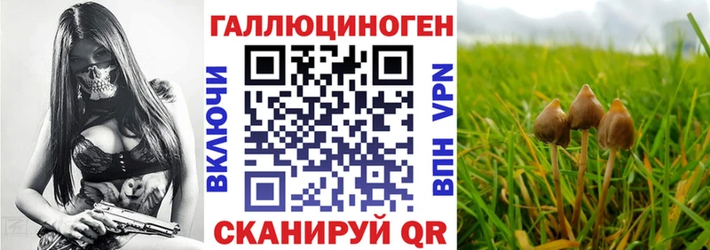 цены   Руза  Псилоцибиновые грибы Psilocybine cubensis 
